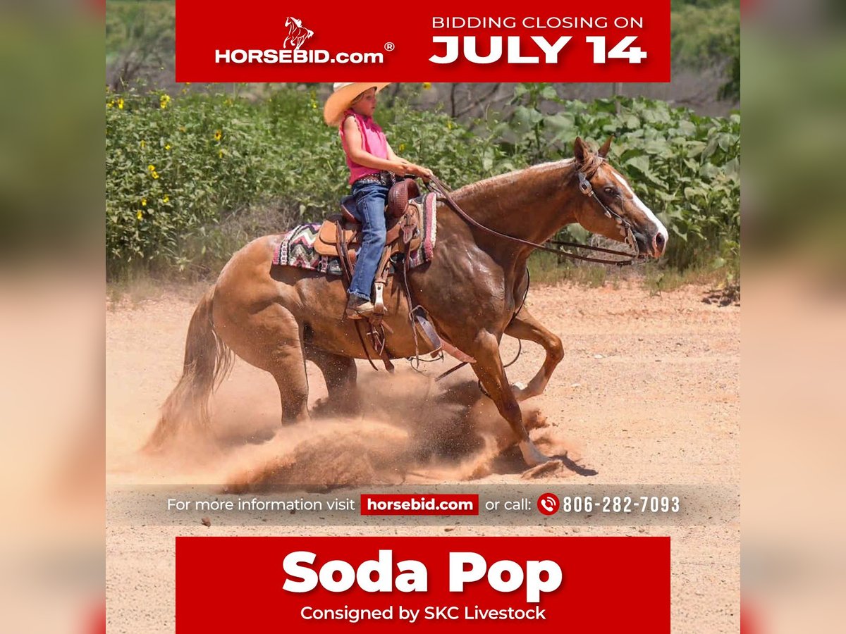 Caballo cuarto de milla Yegua 5 años 150 cm Red Dun/Cervuno in Canyon, TX