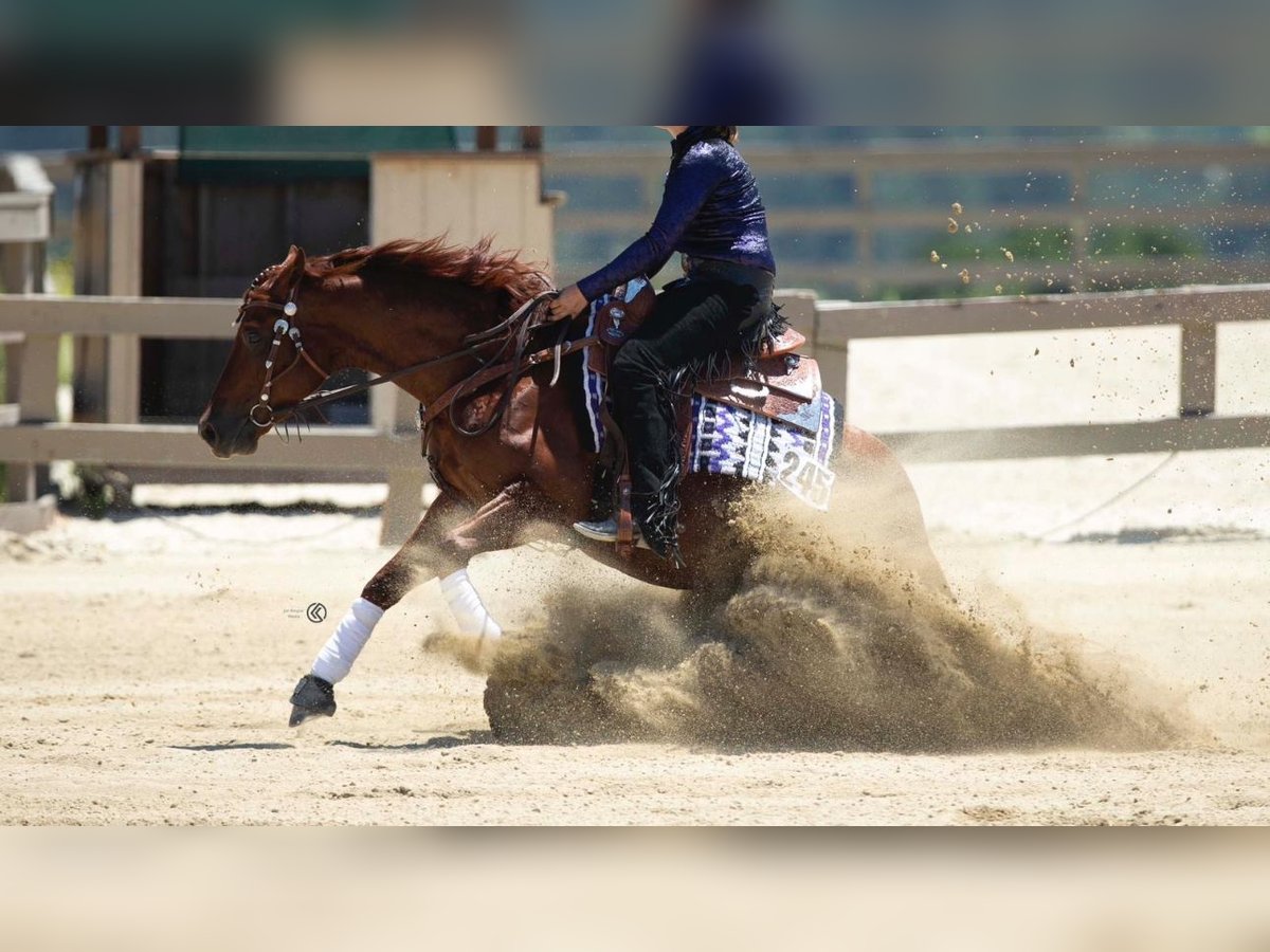Caballo cuarto de milla Yegua 5 años 152 cm Alazán in Coesfeld