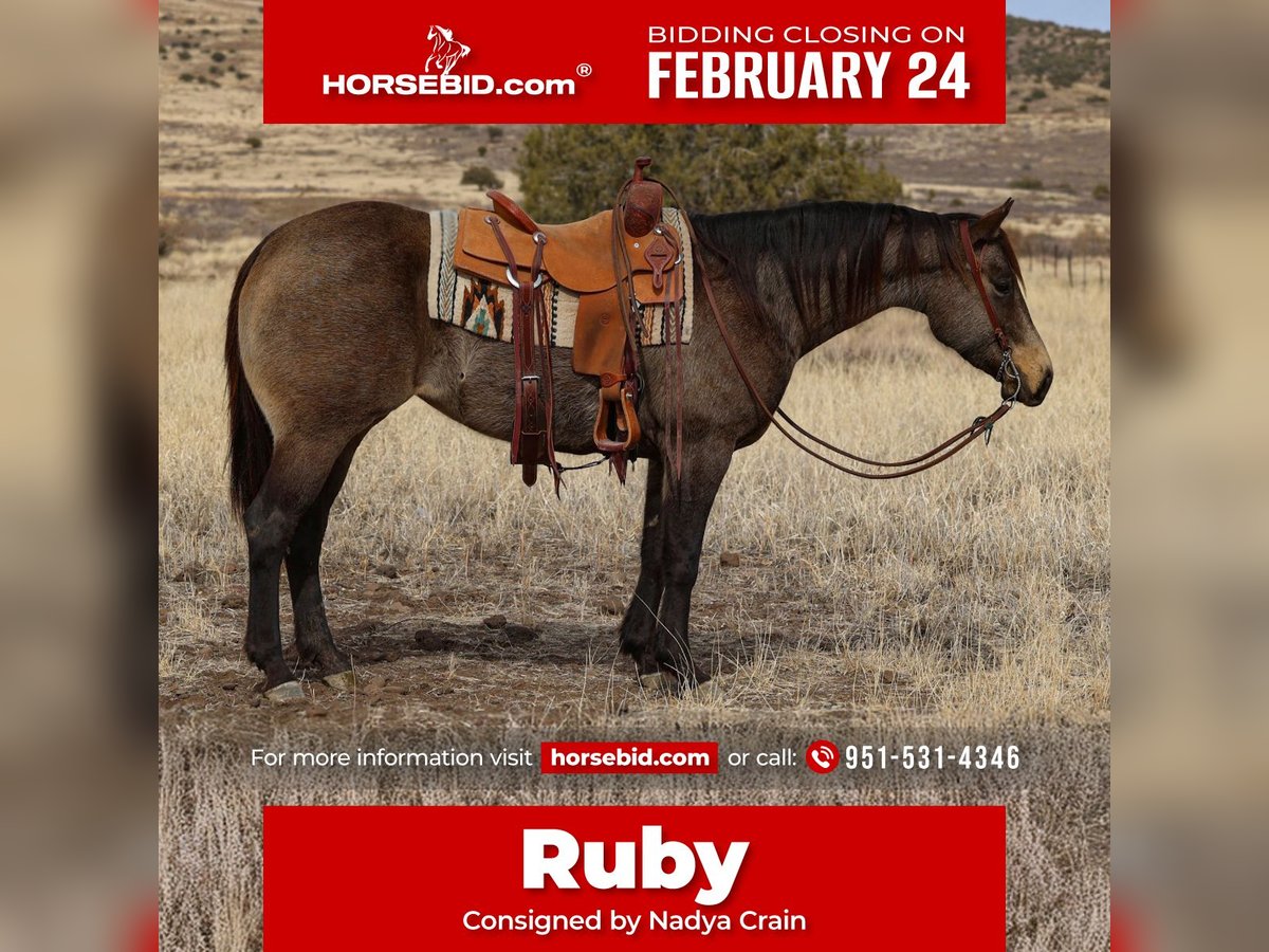 Caballo cuarto de milla Yegua 5 años 152 cm Buckskin/Bayo in Camp Verde, AZ