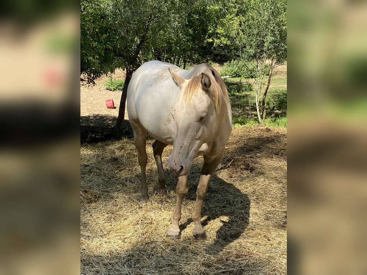 Caballo cuarto de milla Yegua 5 años 154 cm Champán in Hosszuheteny