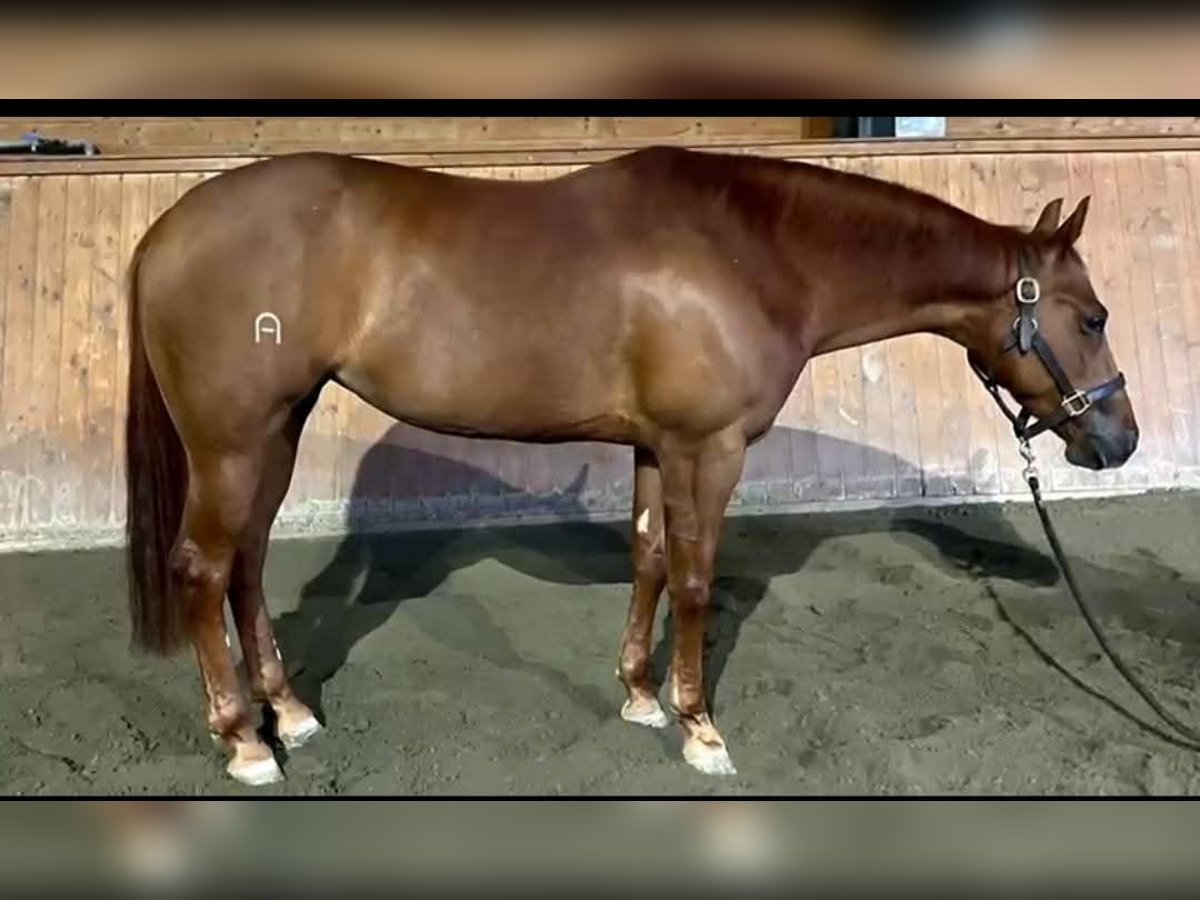 Caballo cuarto de milla Yegua 5 años Alazán rojizo in Brescia