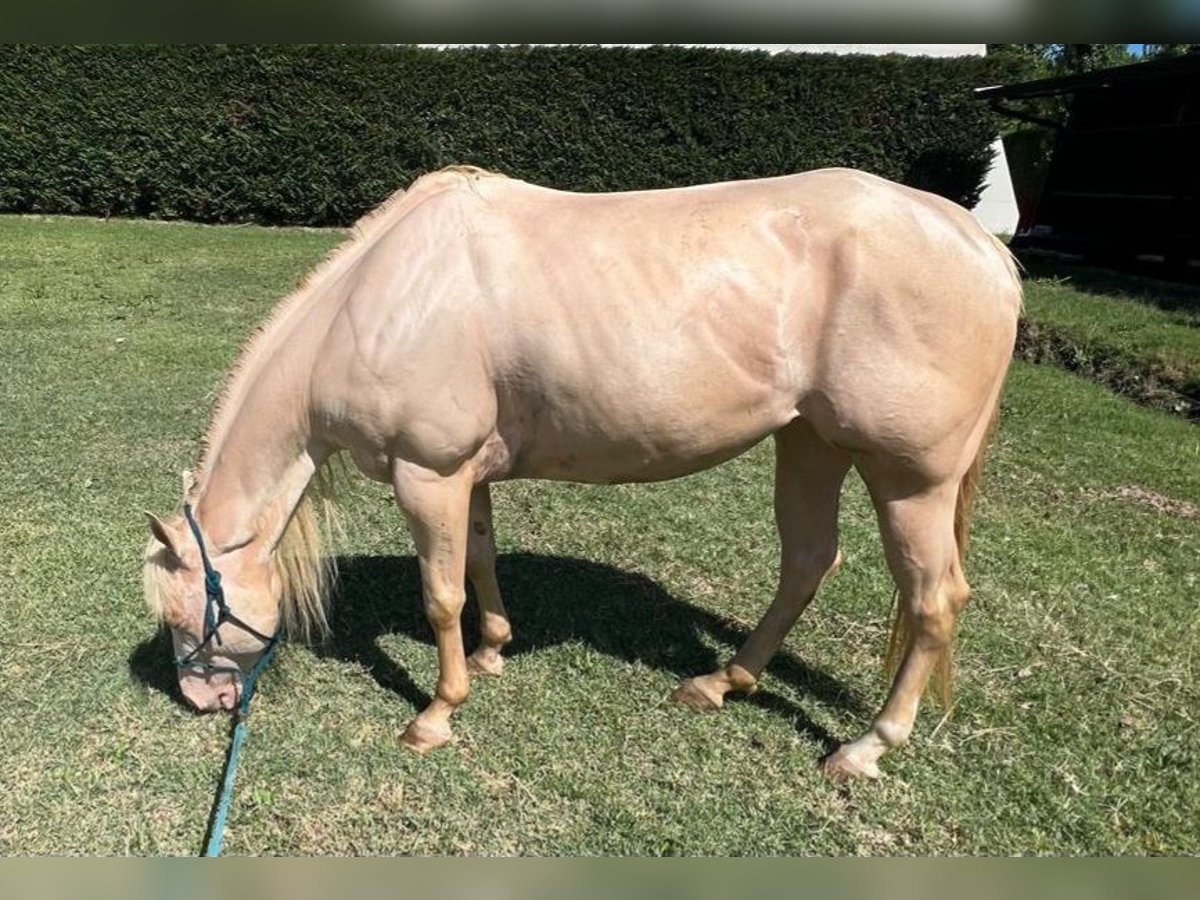 Caballo cuarto de milla Yegua 5 años Perla in Rimini