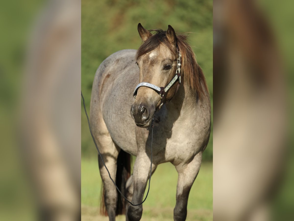 Caballo cuarto de milla Yegua 6 años 148 cm Buckskin/Bayo in Elmenhorst-Lichtenhagen