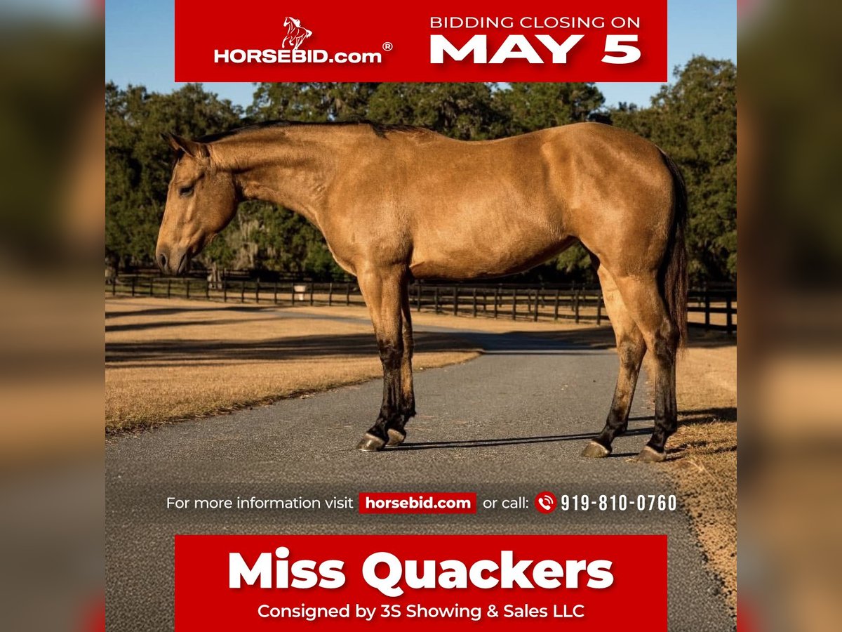 Caballo cuarto de milla Yegua 6 años 150 cm in Ocala, FL