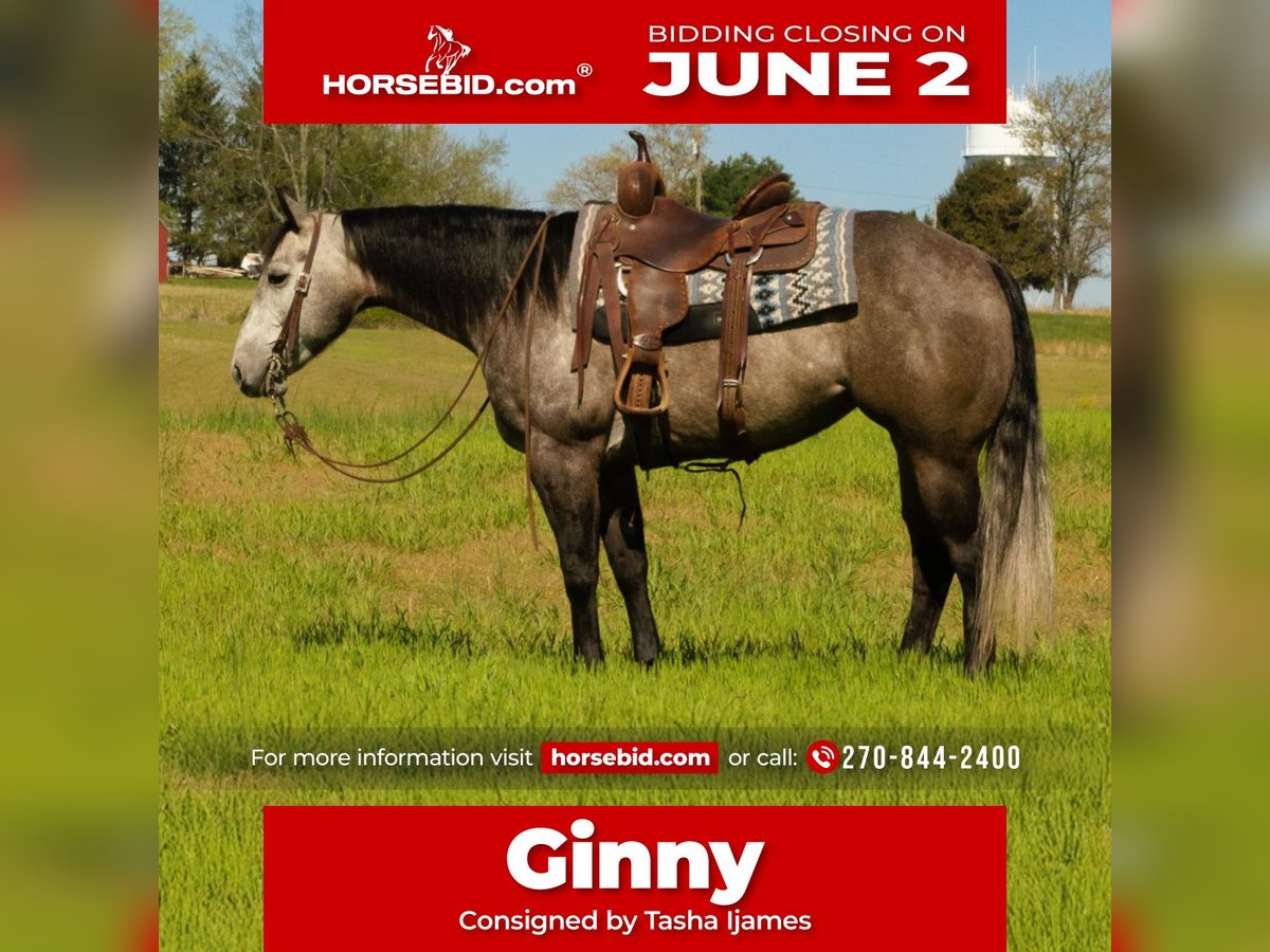 Caballo cuarto de milla Yegua 6 años 152 cm Tordo in Henderson, KY