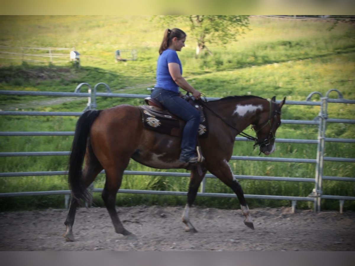 Caballo cuarto de milla Yegua 6 años 153 cm Overo-todas las-capas in Schwarzach