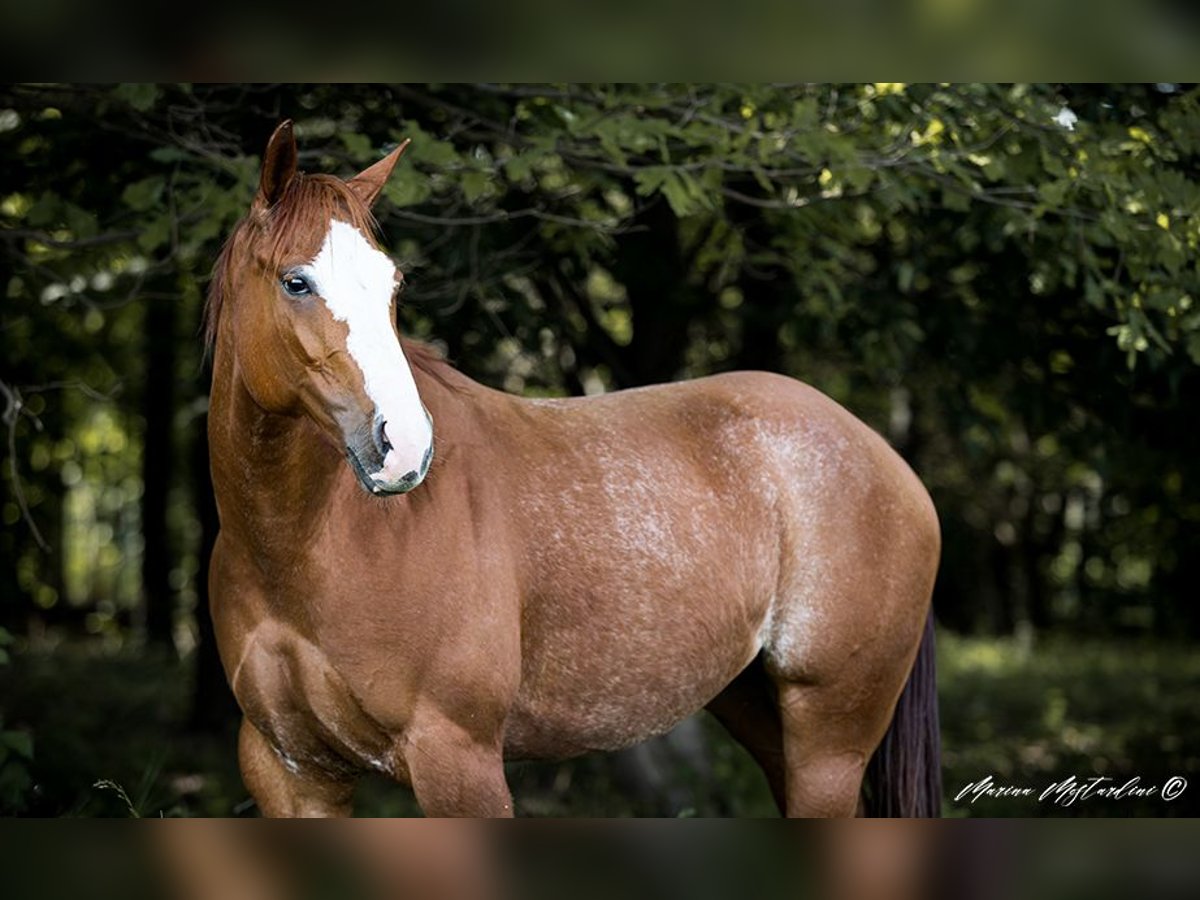 Caballo cuarto de milla Yegua 6 años 155 cm Castaño claro in Vimercate