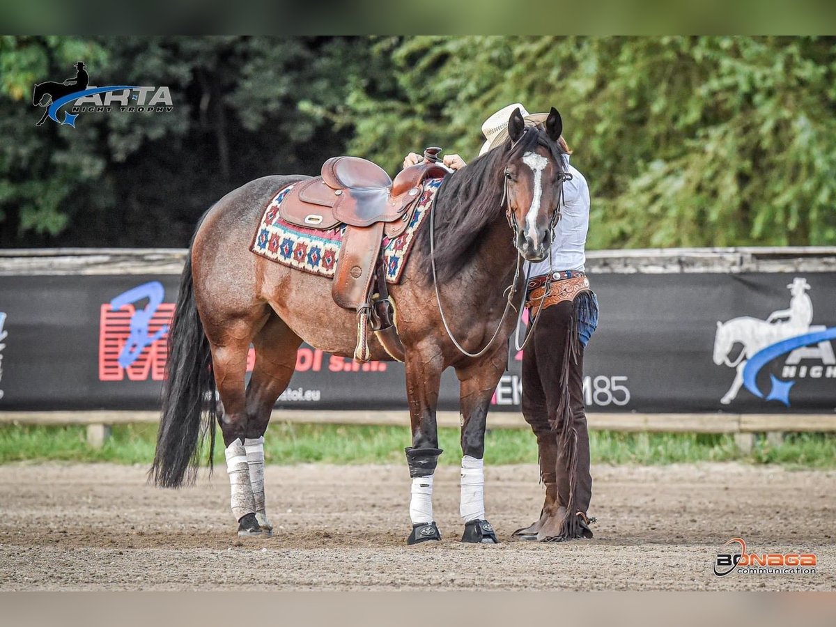 Caballo cuarto de milla Yegua 6 años Castaño in SPIRANO