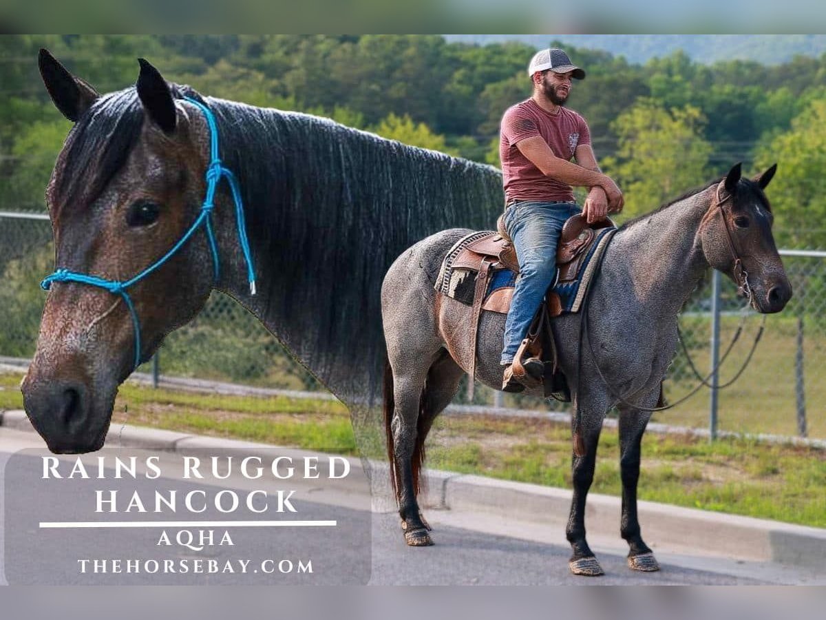 Caballo cuarto de milla Yegua 6 años Castaño-ruano in Blairsville, GA