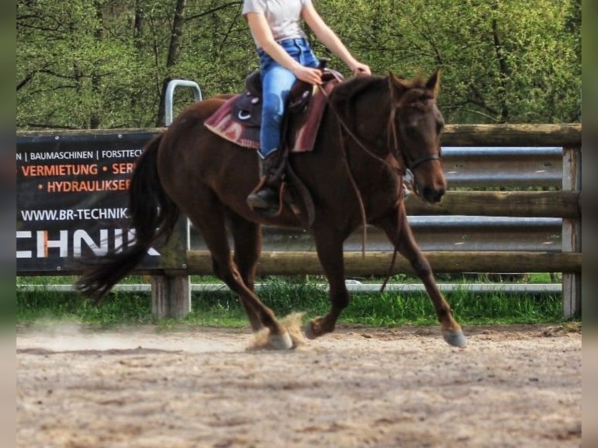 Caballo cuarto de milla Yegua 7 años 138 cm Alazán-tostado in Floh-Seligenthal