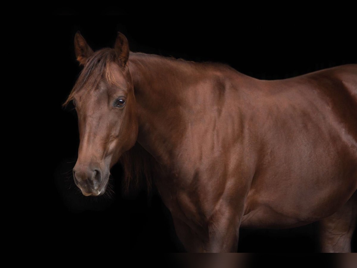 Caballo cuarto de milla Yegua 7 años 138 cm Alazán in Floh-Seligenthal