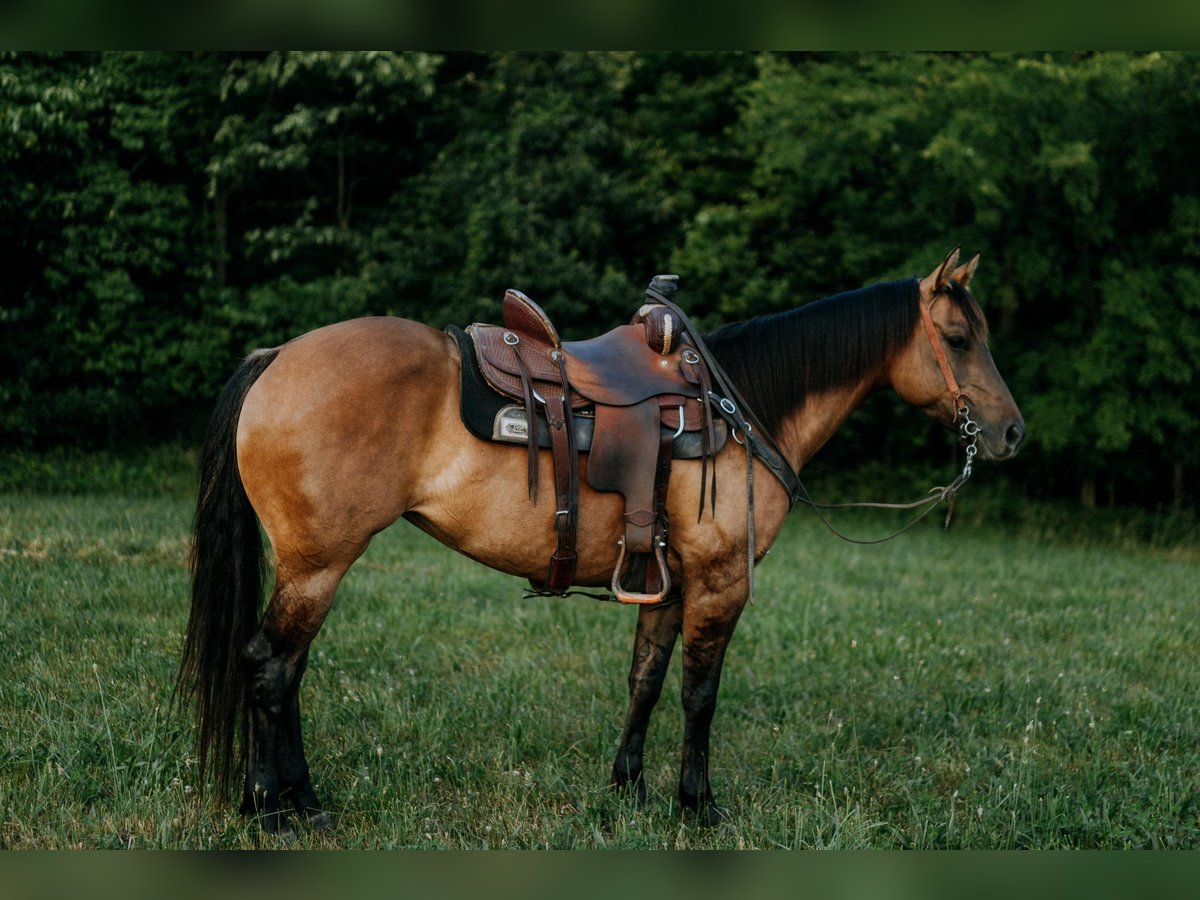 Caballo cuarto de milla Yegua 7 años 147 cm Grullo in Vandalia, IL