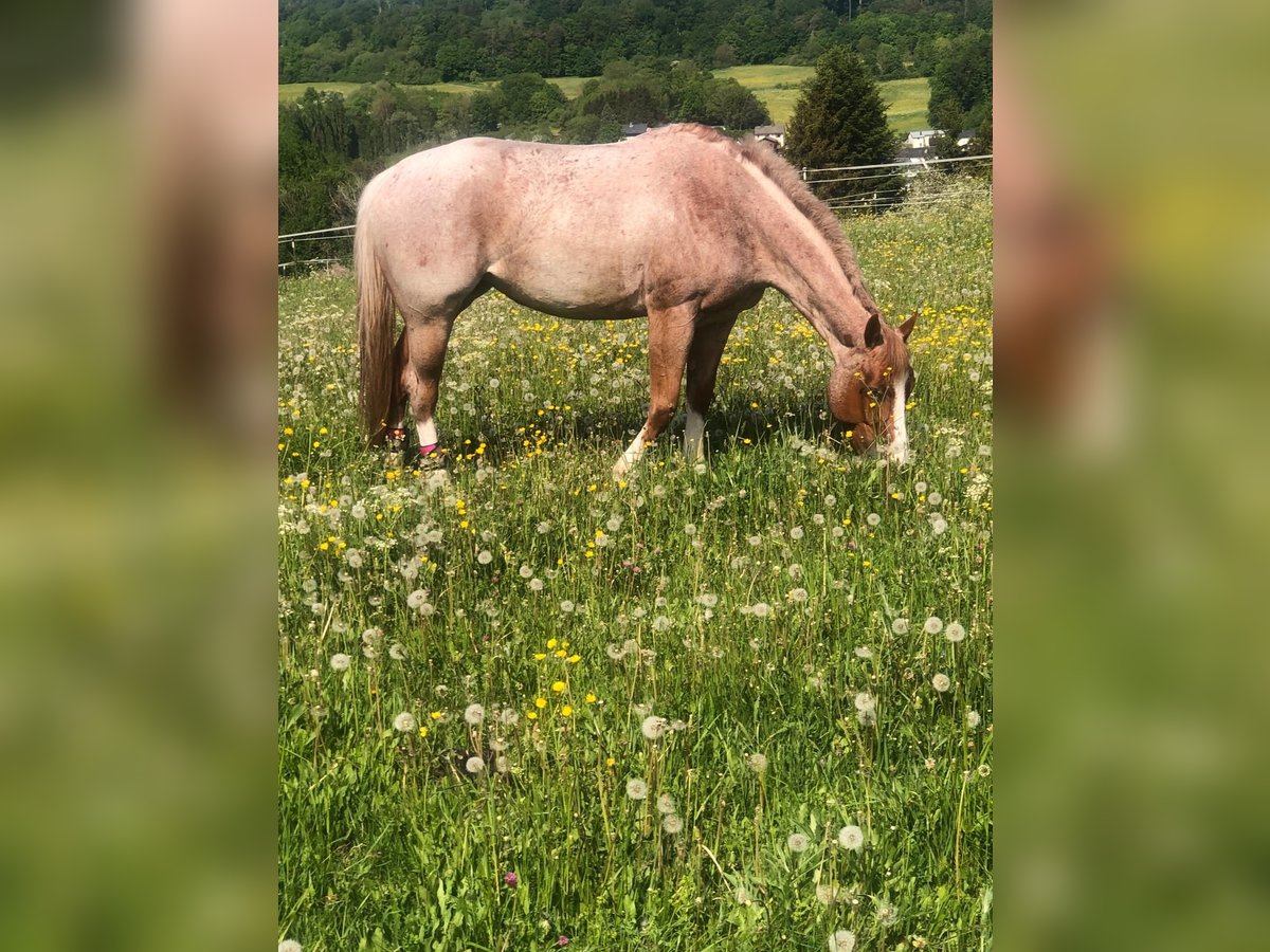 Caballo cuarto de milla Yegua 7 años 163 cm Ruano alazán in Waldbröl