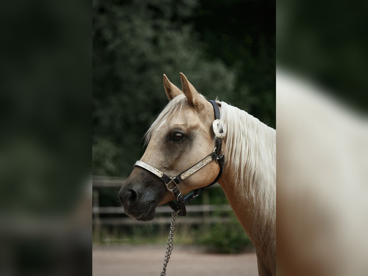 Caballo cuarto de milla Yegua 8 años Palomino in Eurasburg