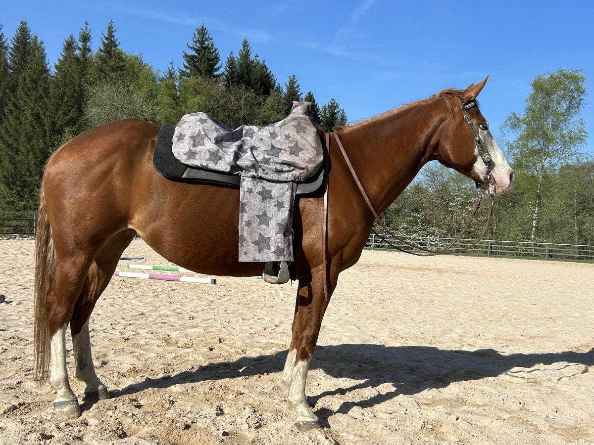Caballo cuarto de milla Yegua 9 años 147 cm Alazán in Fichtelberg