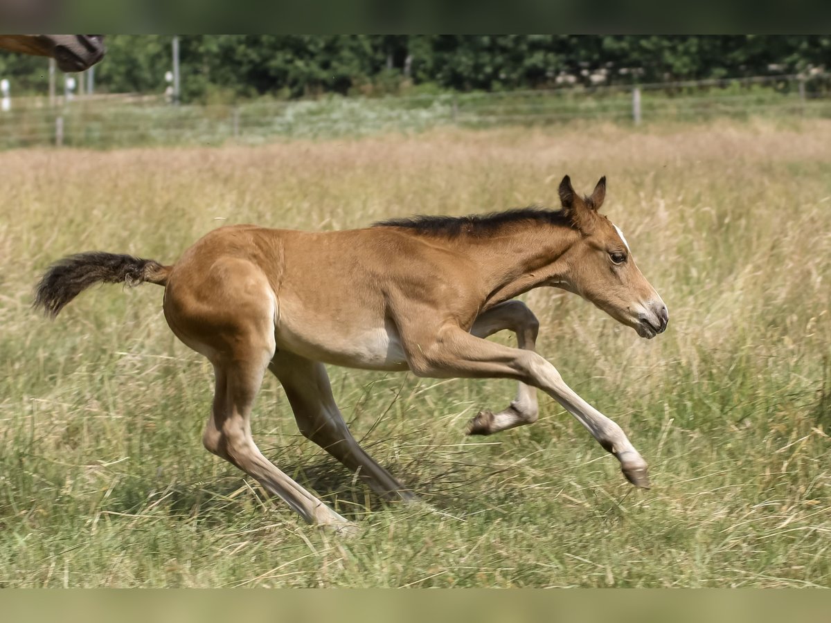 Caballo cuarto de milla Yegua Potro (05/2025) 150 cm Castaño in Celle