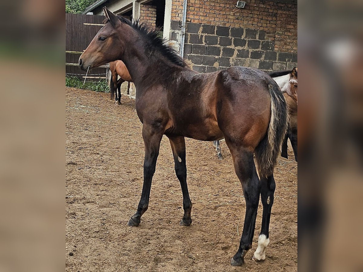 Caballo cuarto de milla Yegua Potro (05/2025) 150 cm Castaño in M&#xFC;glitztal