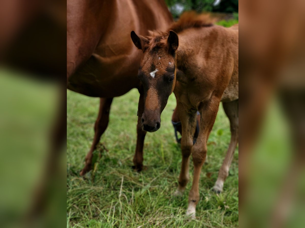 Caballo cuarto de milla Yegua Potro (03/2025) Alazán-tostado in Rheinfelden