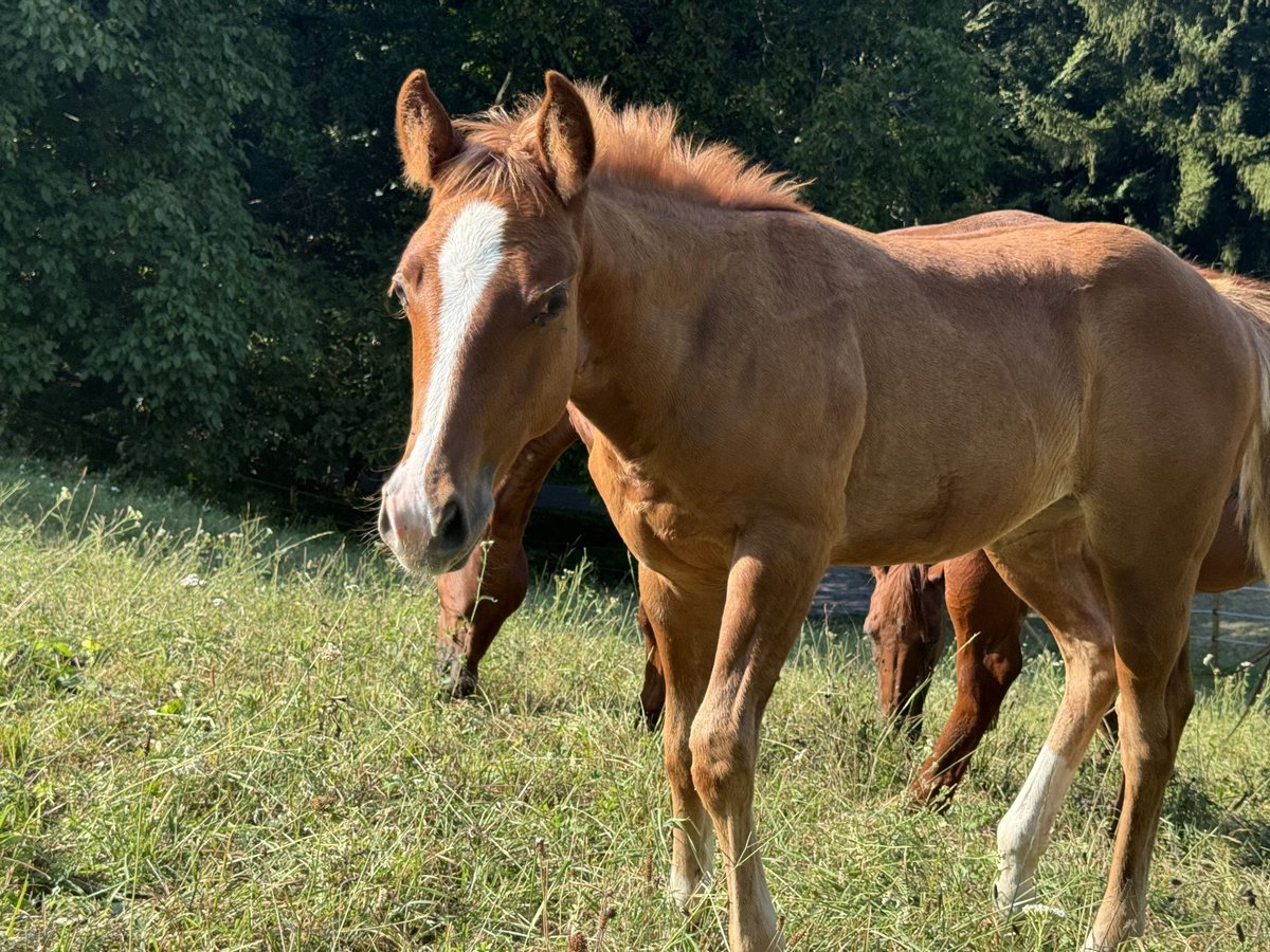 Caballo cuarto de milla Yegua  Alazán in Graz,12.Bez.:AndritzStattegg