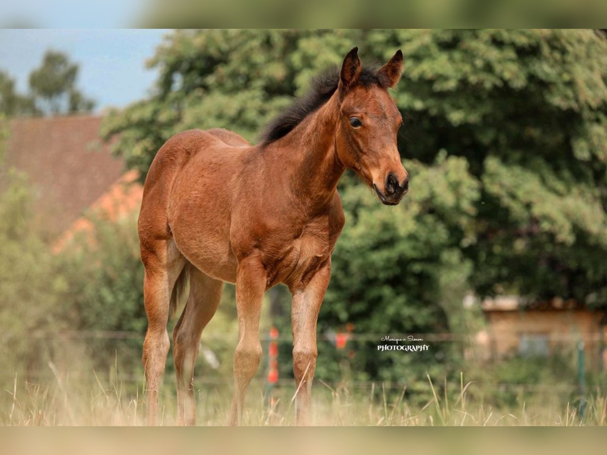 Caballo cuarto de milla Yegua Potro (03/2025) in Salzgitter