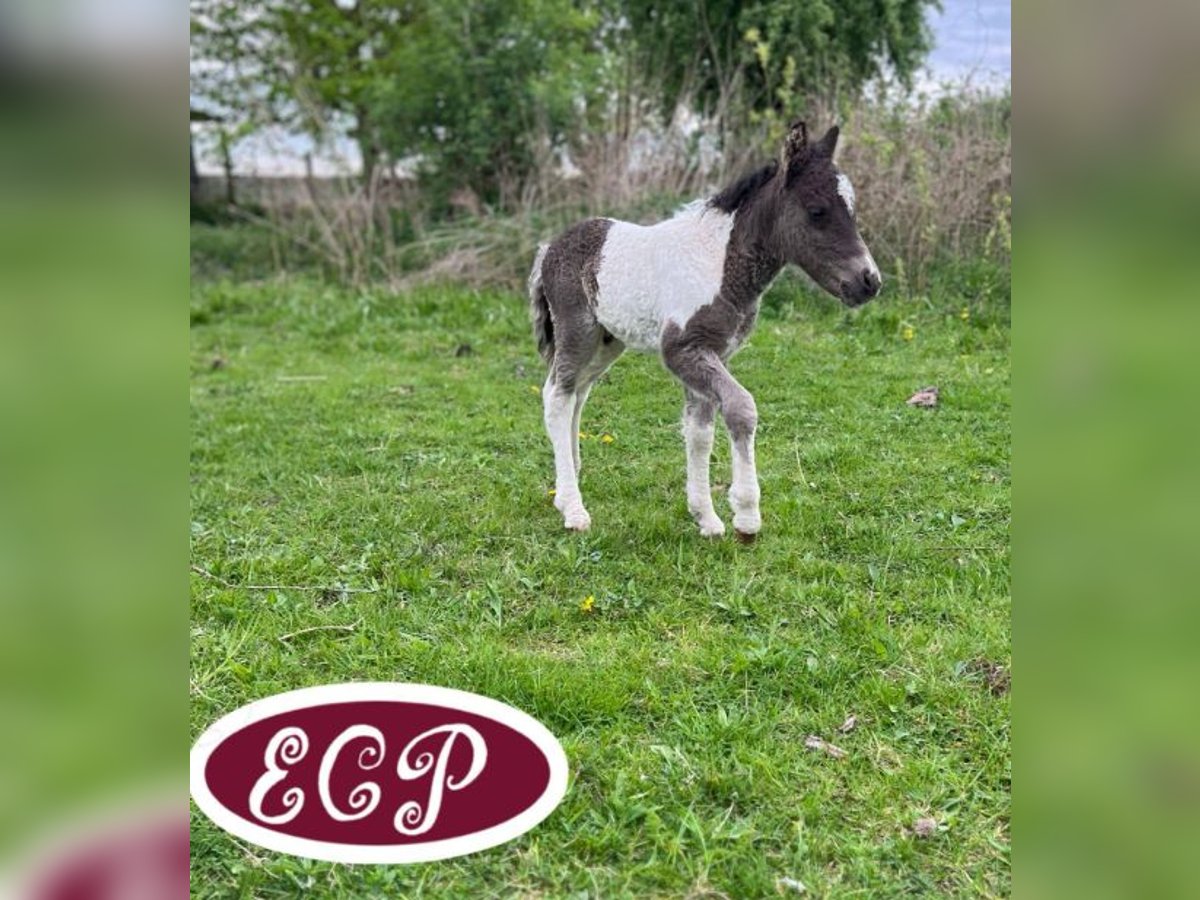 Caballo ""Curly"" Yegua 1 año 100 cm in wellen