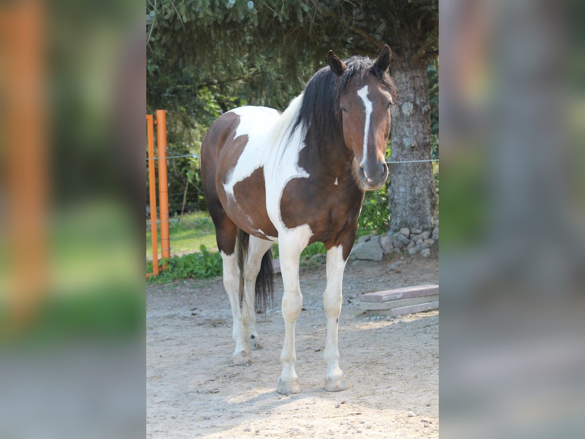 Caballo ""Curly"" Yegua 9 años 154 cm Pío in Sch&#xF6;neiche