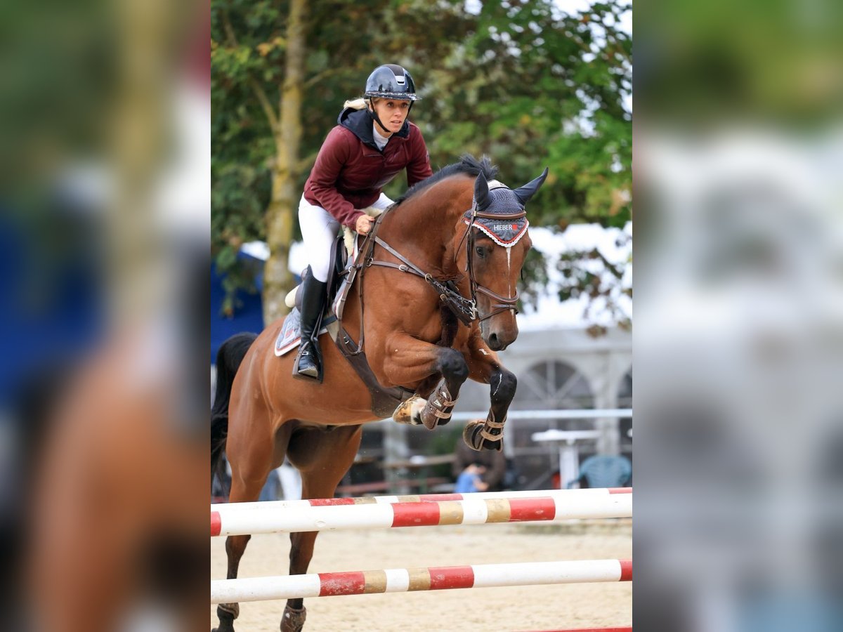 Caballo de deporte alemán Caballo castrado 10 años 165 cm in Altenmünster