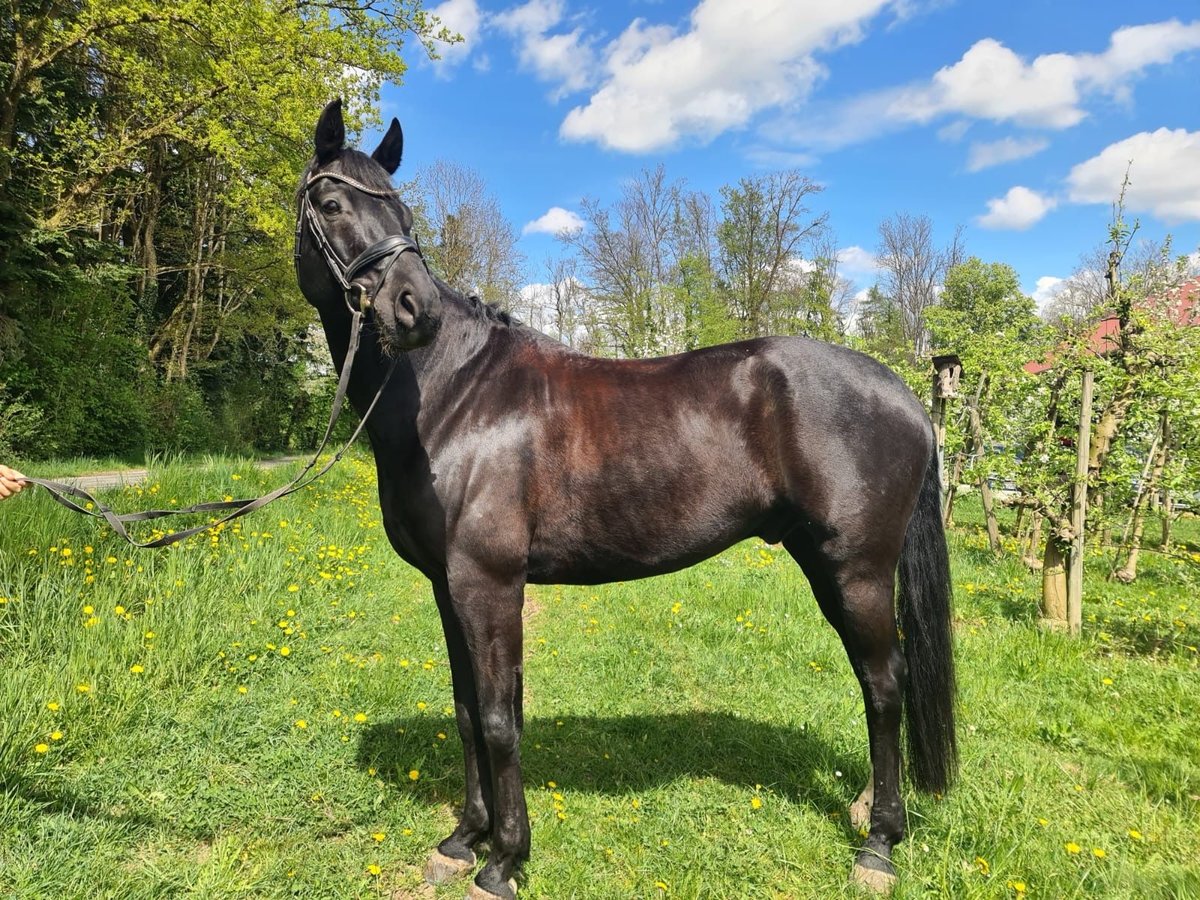 Caballo de deporte alemán Caballo castrado 10 años 167 cm in Fronreute