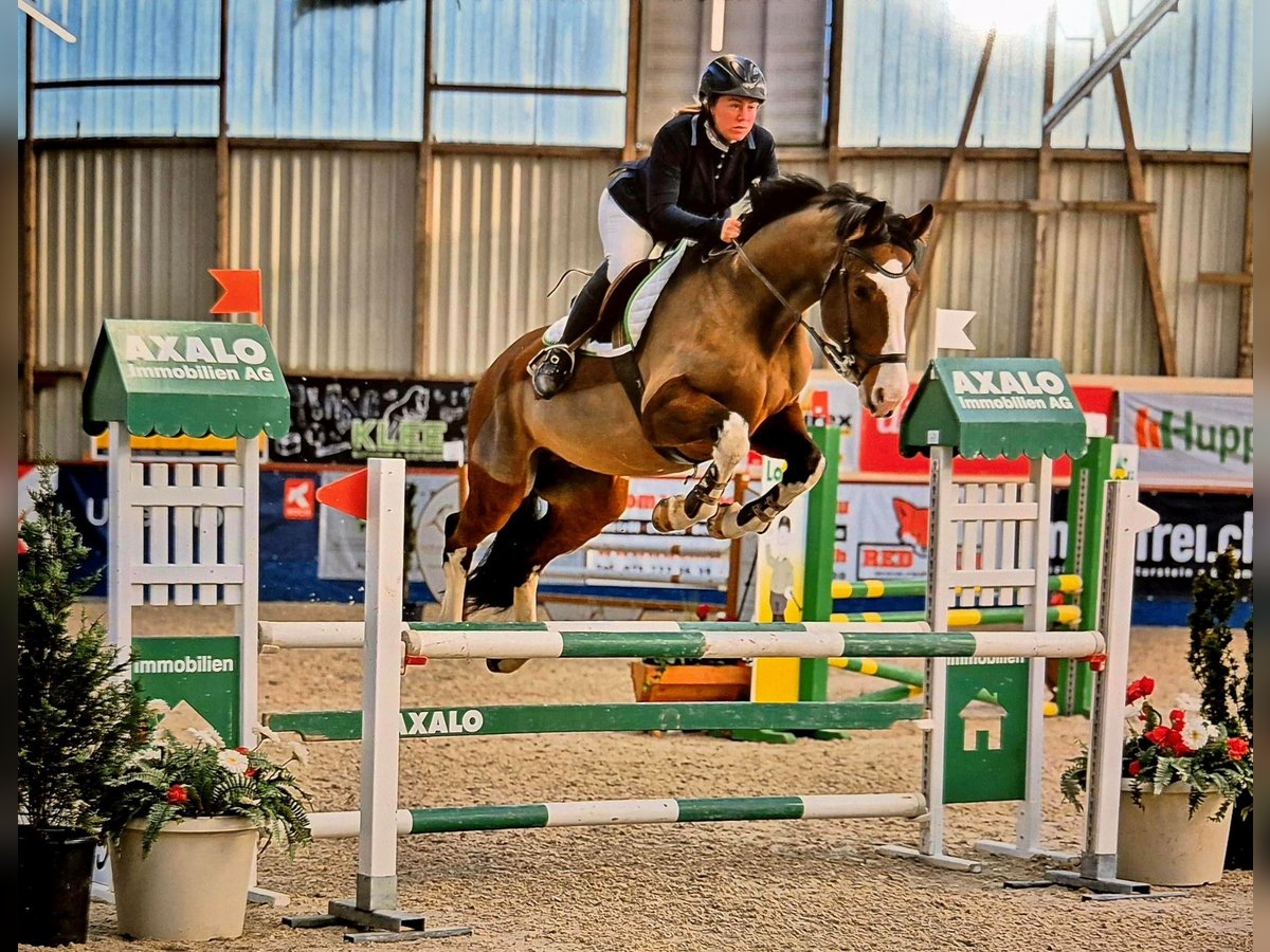 Caballo de deporte alemán Caballo castrado 10 años 168 cm Castaño in Arnegg