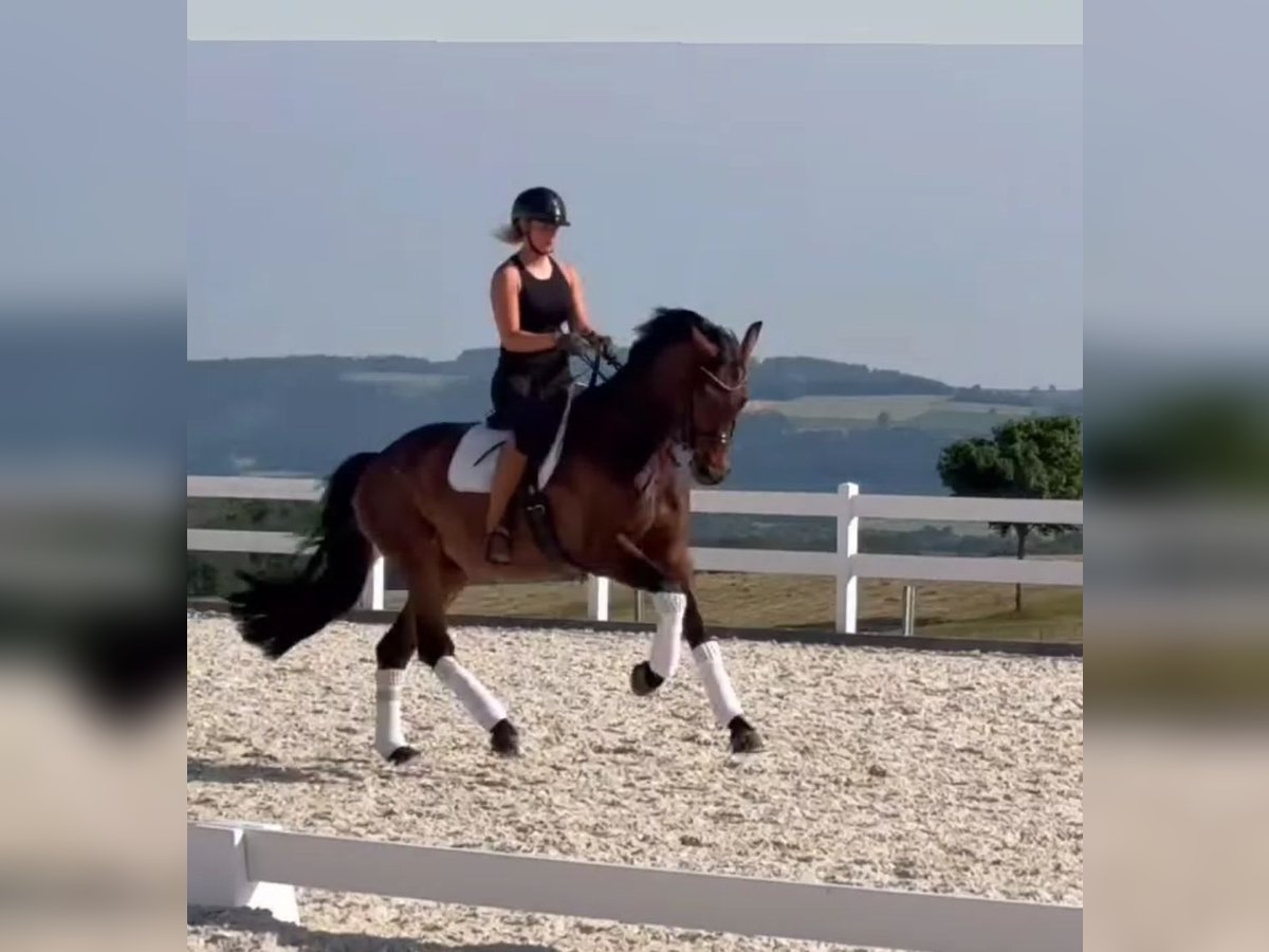 Caballo de deporte alemán Caballo castrado 10 años 173 cm Castaño in Bayreuth