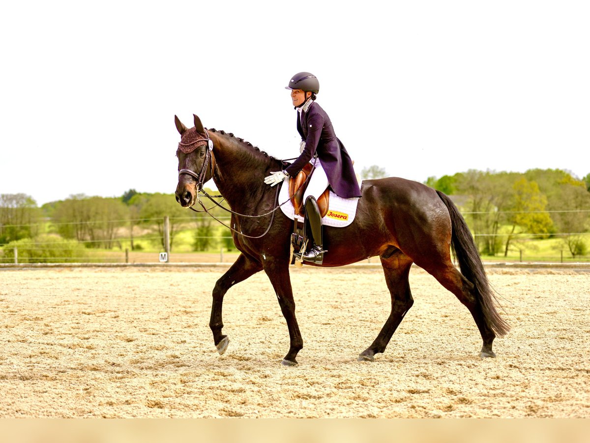 Caballo de deporte alemán Caballo castrado 10 años 174 cm Morcillo in Harsdorf