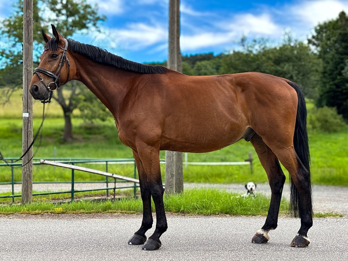 Caballo de deporte alemán Caballo castrado 10 años 175 cm Castaño oscuro in BahretaL