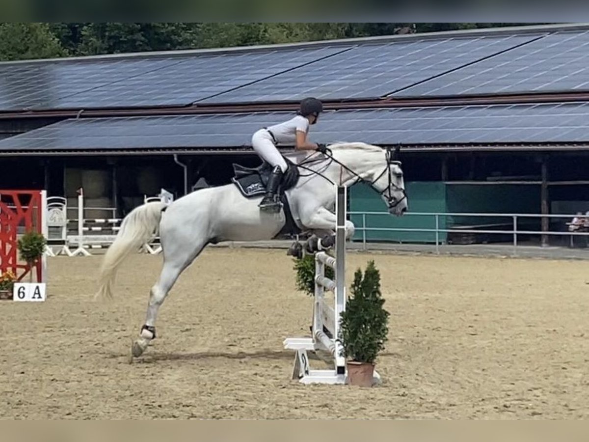 Caballo de deporte alemán Caballo castrado 10 años 175 cm Tordo in Bad König