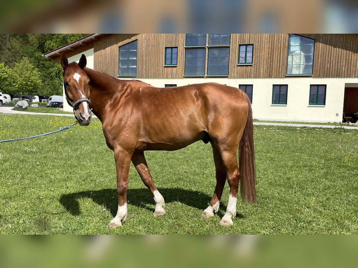 Caballo de deporte alemán Caballo castrado 10 años 180 cm Alazán in Starnberg