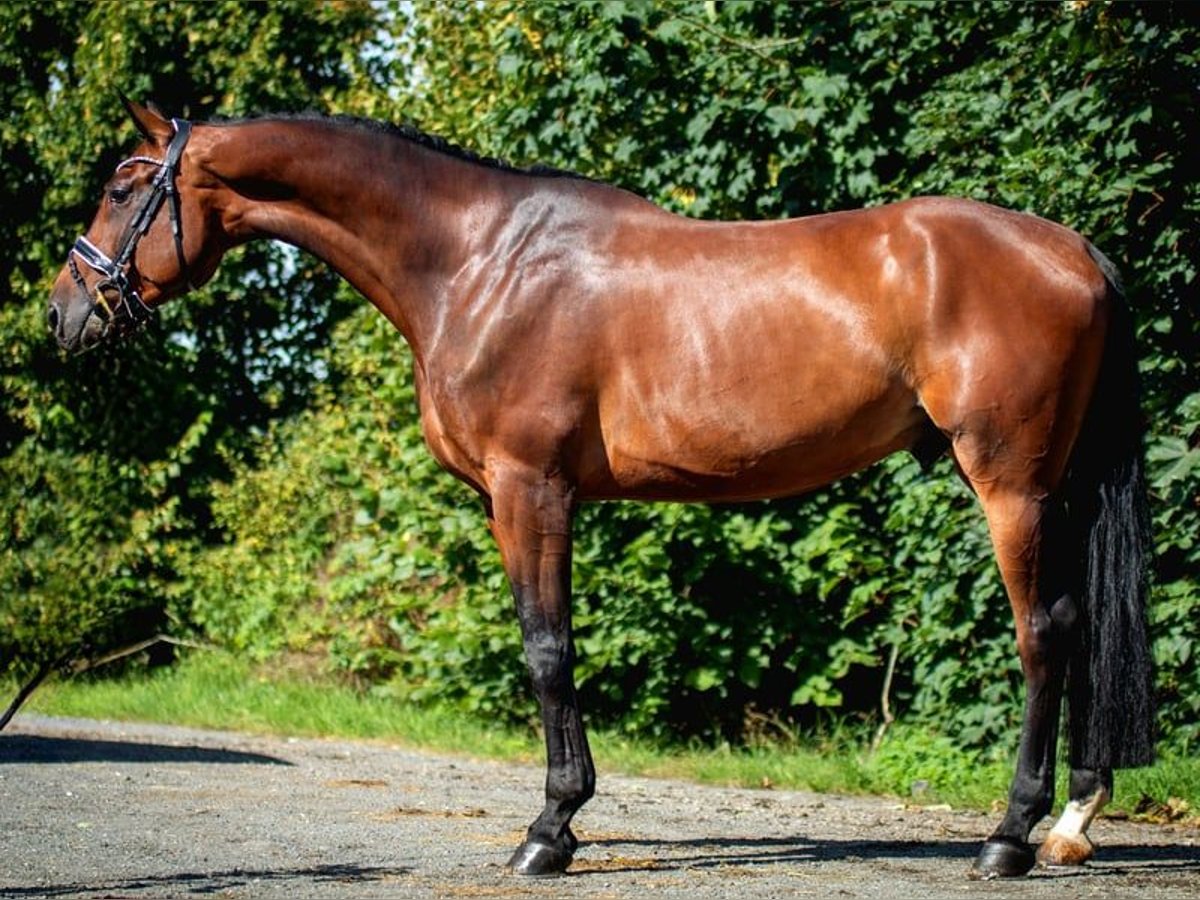 Caballo de deporte alemán Caballo castrado 10 años 180 cm Castaño oscuro in Burgthann