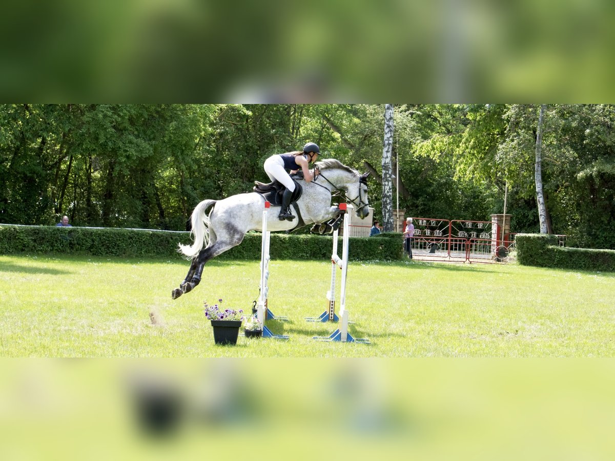 Caballo de deporte alemán Caballo castrado 10 años 180 cm Tordo in Ermsleben