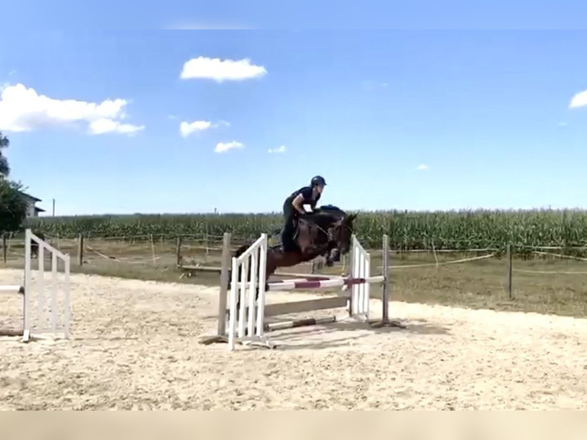 Caballo de deporte alemán Caballo castrado 11 años 163 cm Castaño in Kraiburg am Inn