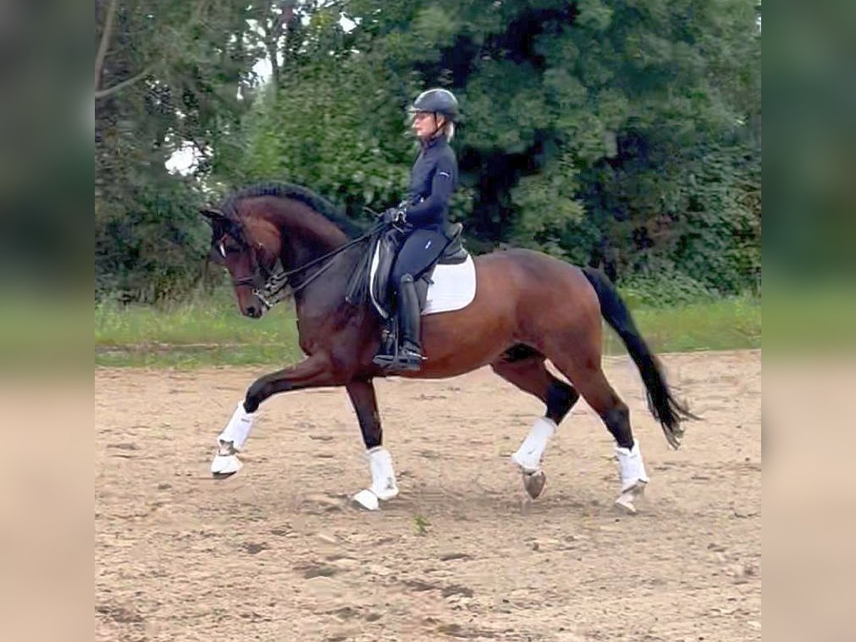 Caballo de deporte alemán Caballo castrado 11 años 166 cm Castaño in Altenberge