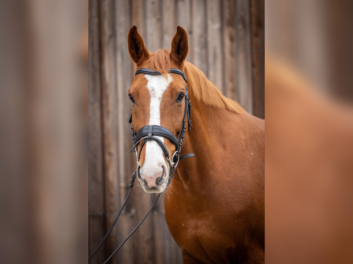 Caballo de deporte alemán Caballo castrado 11 años 170 cm Alazán in Stahnsdorf