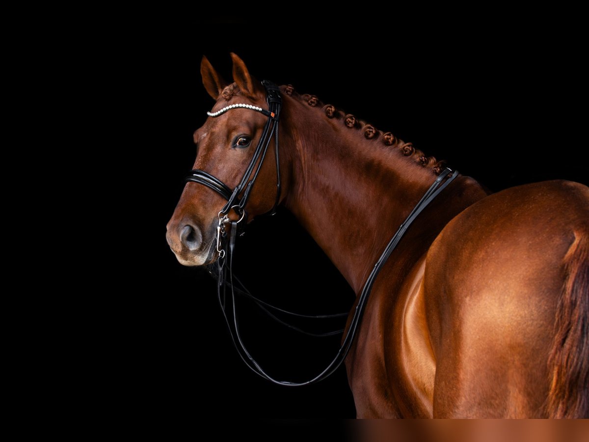 Caballo de deporte alemán Caballo castrado 12 años 165 cm Alazán in L&#xFC;beck
