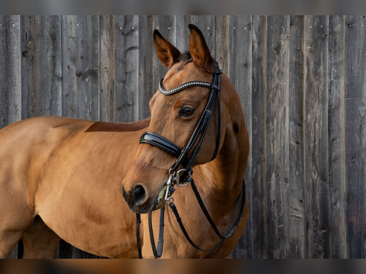 Caballo de deporte alemán Caballo castrado 12 años 165 cm Castaño in Stolberg (Rheinland)