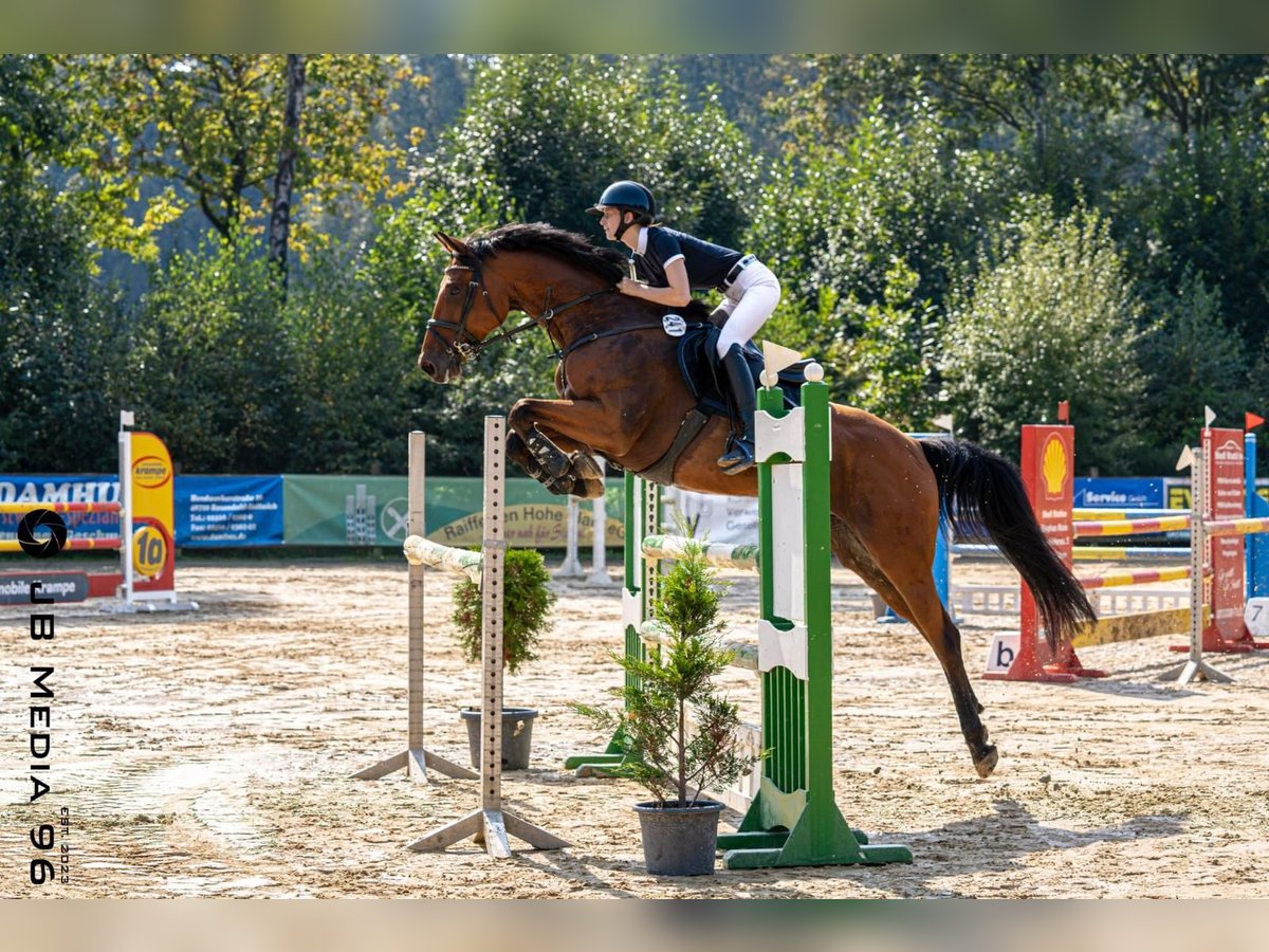 Caballo de deporte alemán Caballo castrado 12 años 165 cm Castaño in Reken