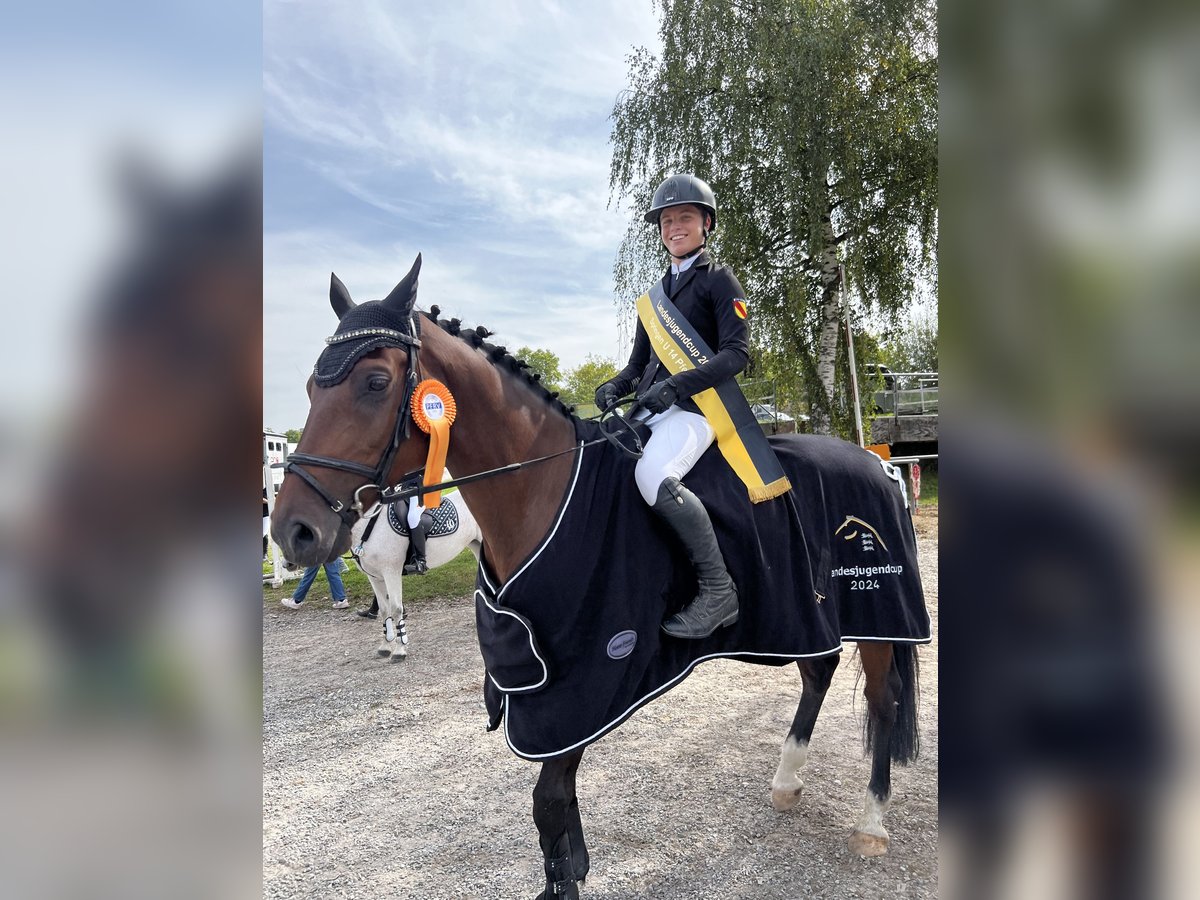 Caballo de deporte alemán Caballo castrado 12 años 167 cm Castaño in Walldorf