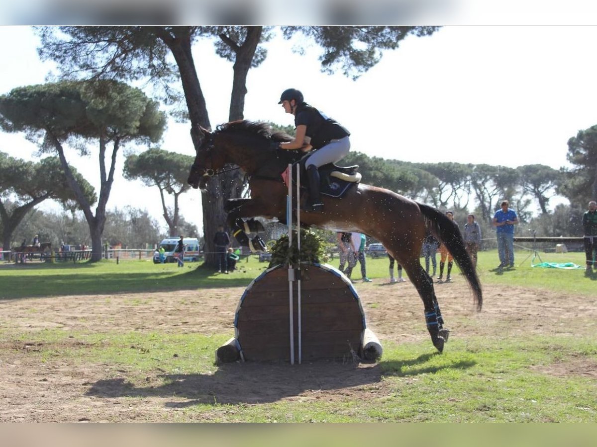 Caballo de deporte alemán Caballo castrado 12 años 168 cm Castaño in Pianzano