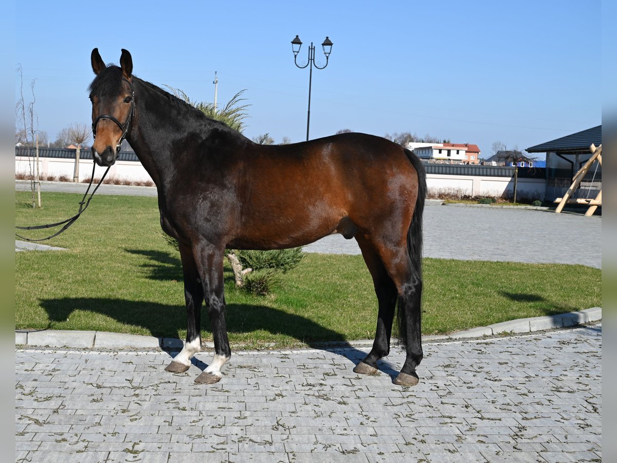 Caballo de deporte alemán Caballo castrado 12 años 168 cm Castaño in Jeżów