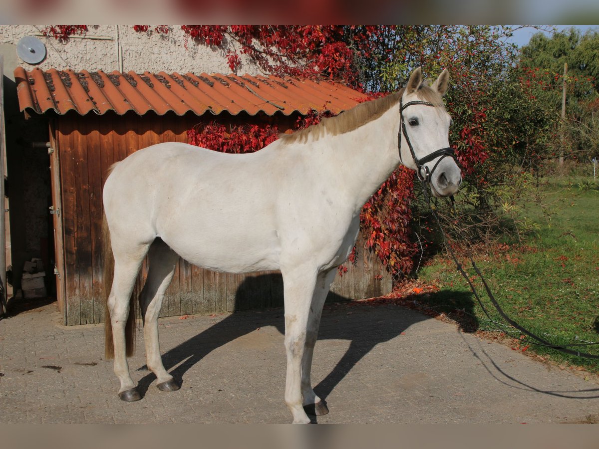 Caballo de deporte alemán Caballo castrado 12 años 169 cm Tordo in Falkensee