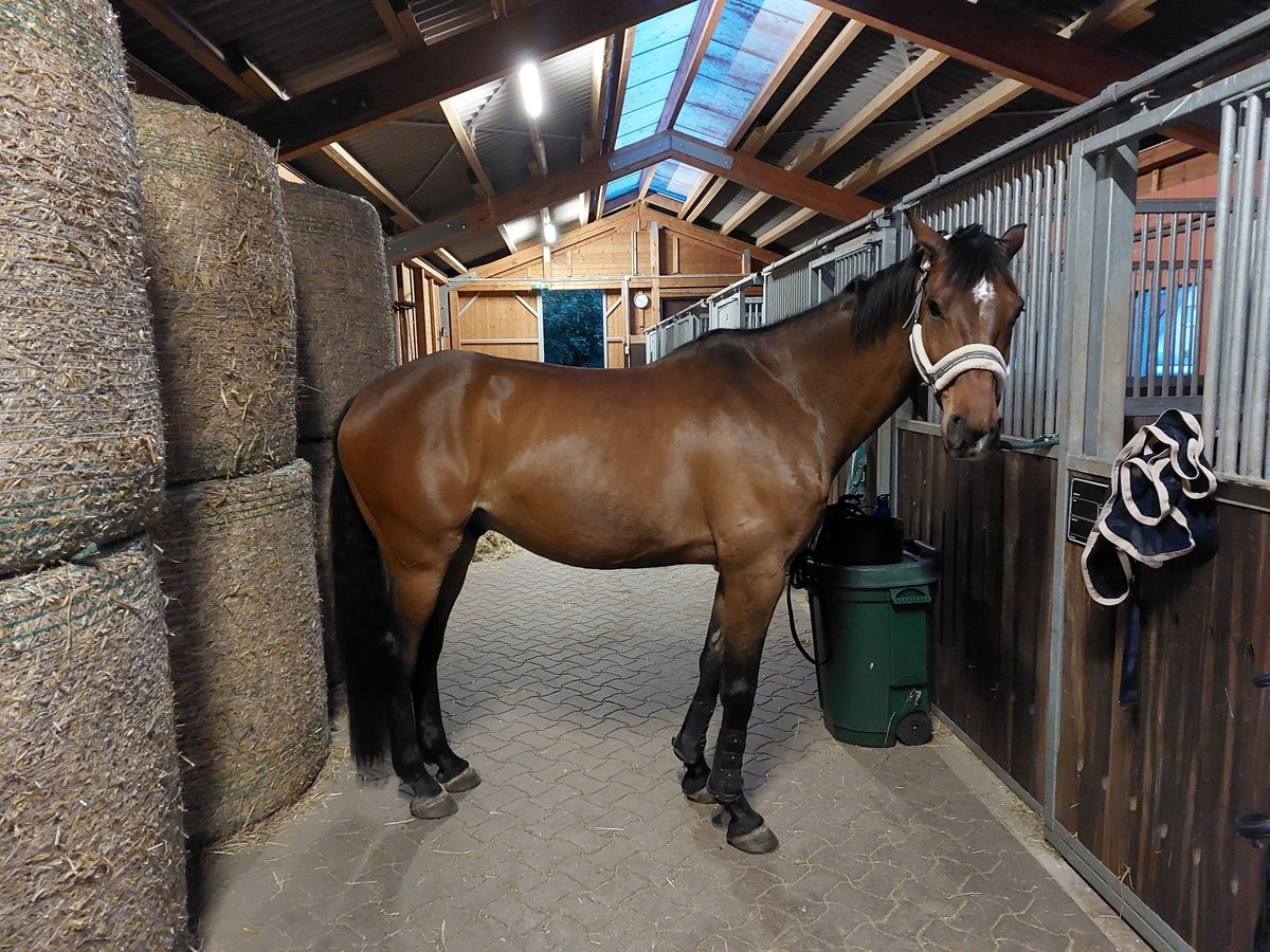 Caballo de deporte alemán Caballo castrado 12 años 170 cm Castaño in Vechelde