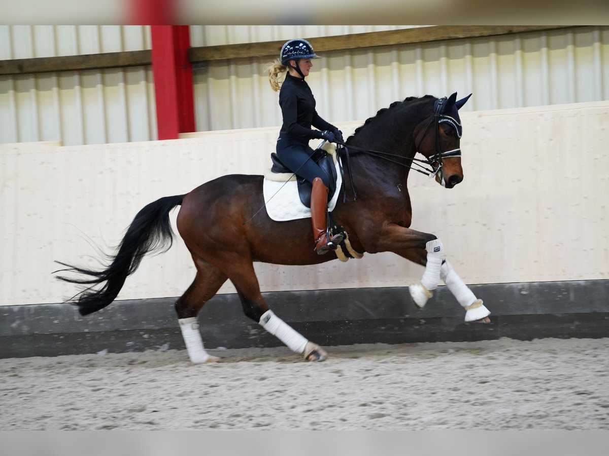 Caballo de deporte alemán Caballo castrado 12 años 170 cm Castaño oscuro in Hohenfelde