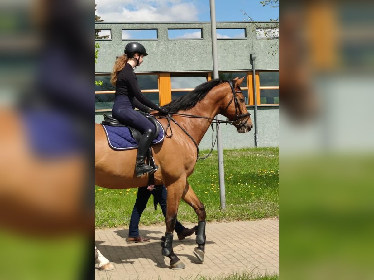 Caballo de deporte alemán Caballo castrado 12 años 173 cm Castaño in Bad Iburg