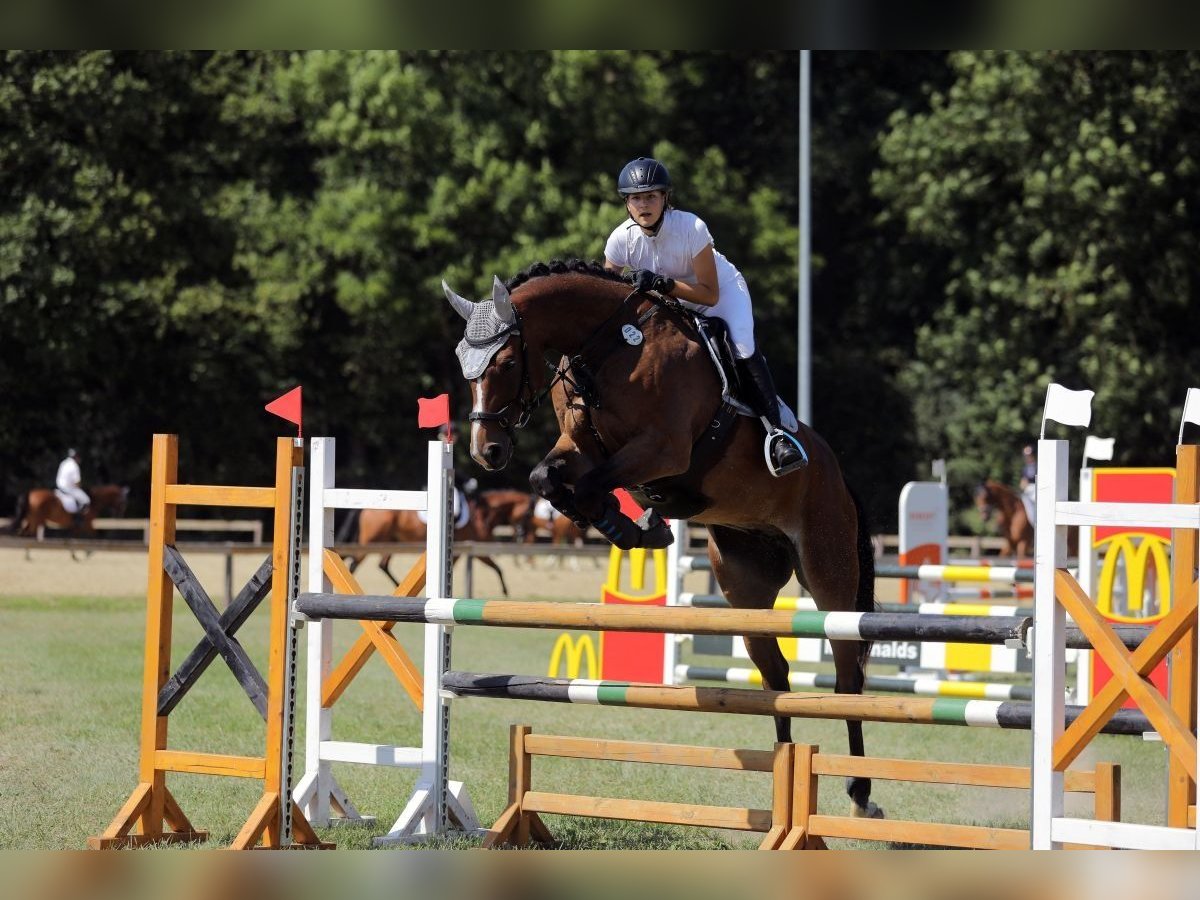 Caballo de deporte alemán Caballo castrado 12 años 175 cm Castaño in Burggen